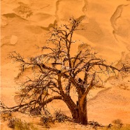 Sossusvlei_068_v0-1_Site1400x1000