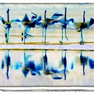 Flamingos1_v8_Site1400x1000